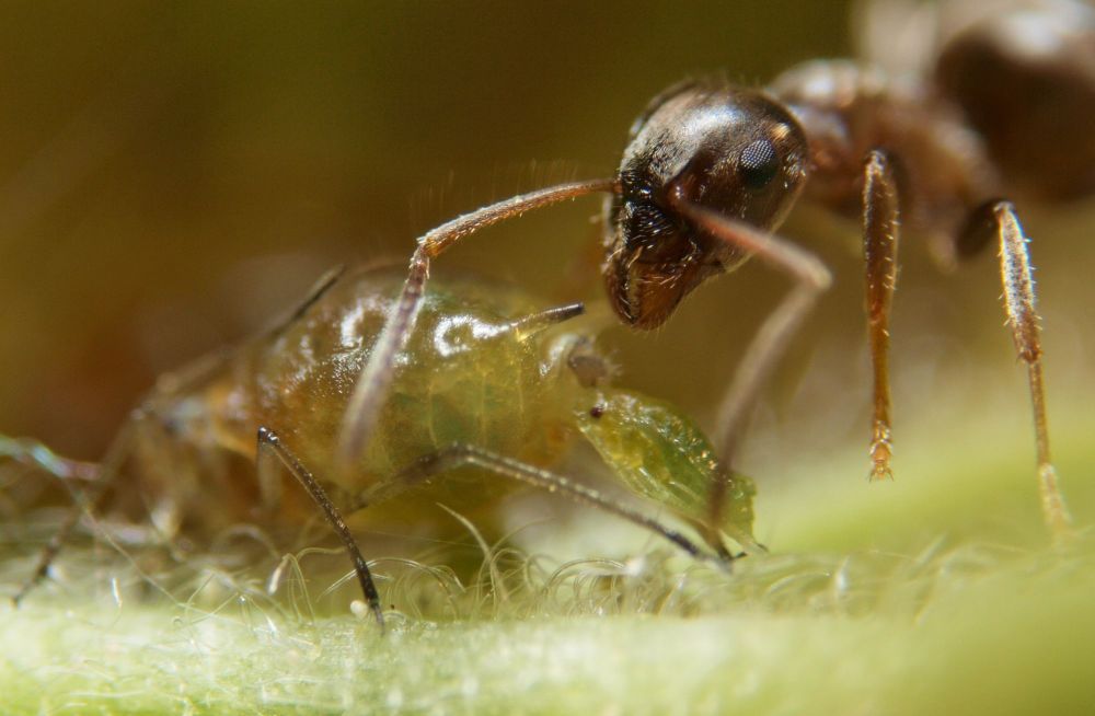 Ameise beobachtet Blattlausgeburt