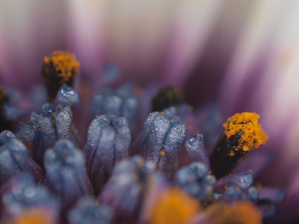 Lupenaufnahme einer Bornholm-Margerite