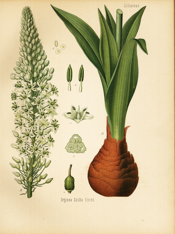 Meerzwiebel, Scilla