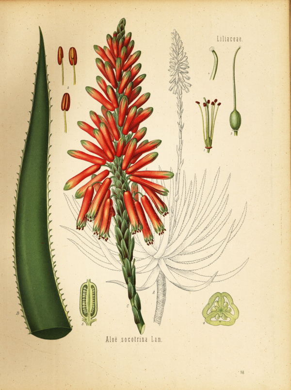 Aloe
