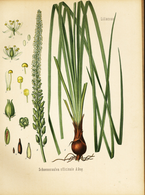 Mexikanisches Läusekraut