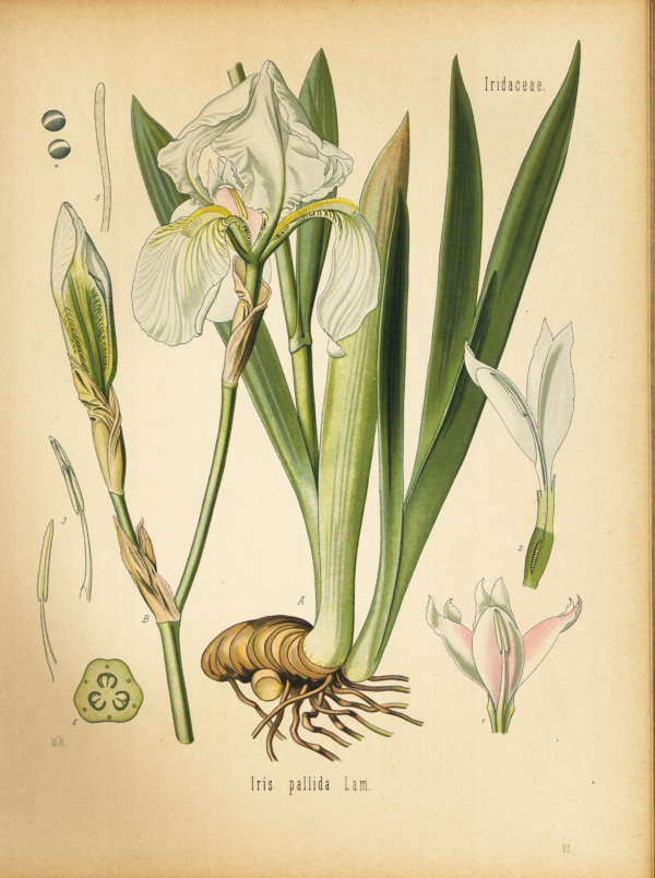 Iris pallida