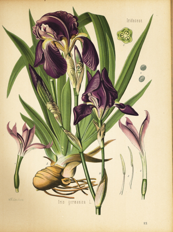 Iris germanica