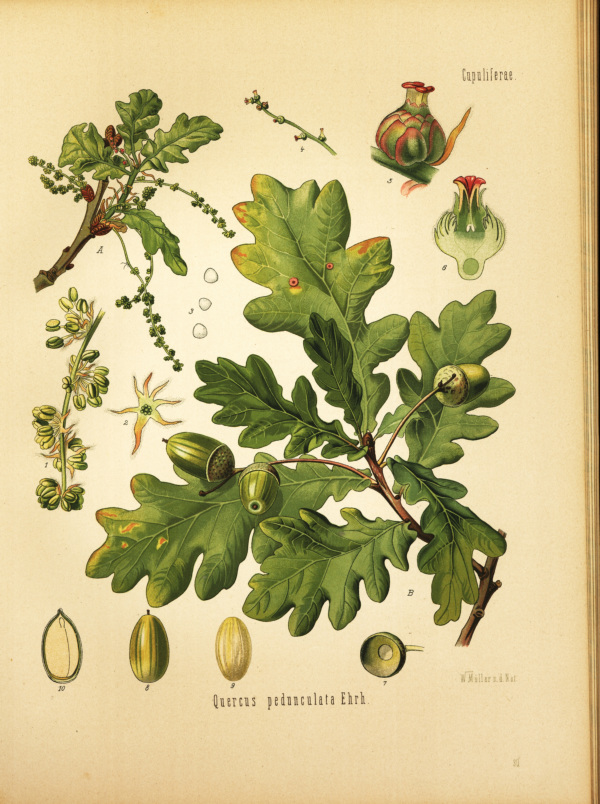 Stieleiche
