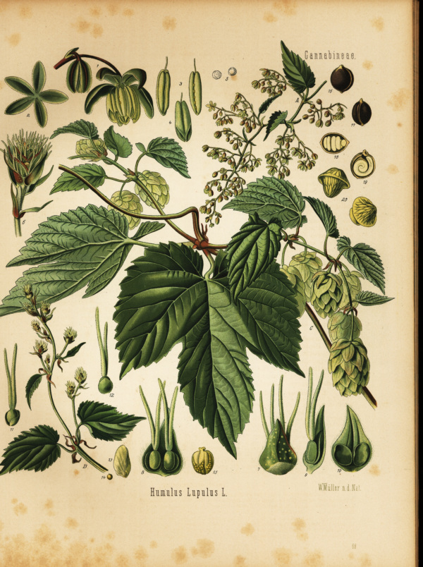 Hopfen