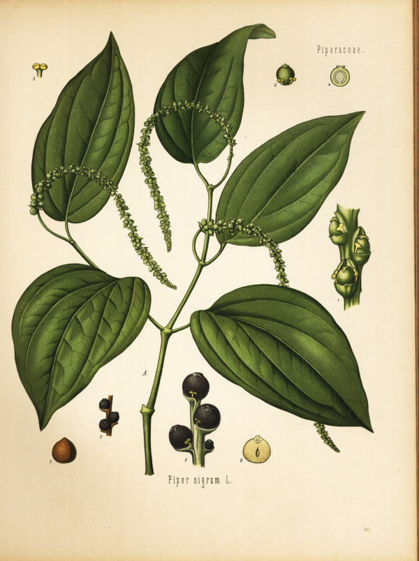 Schwarzer Pfeffer