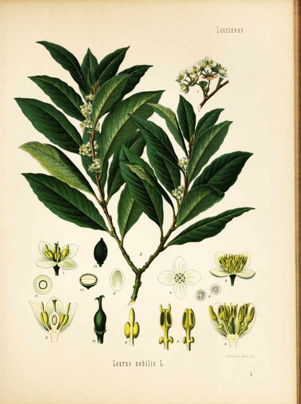 Lorbeerbaum