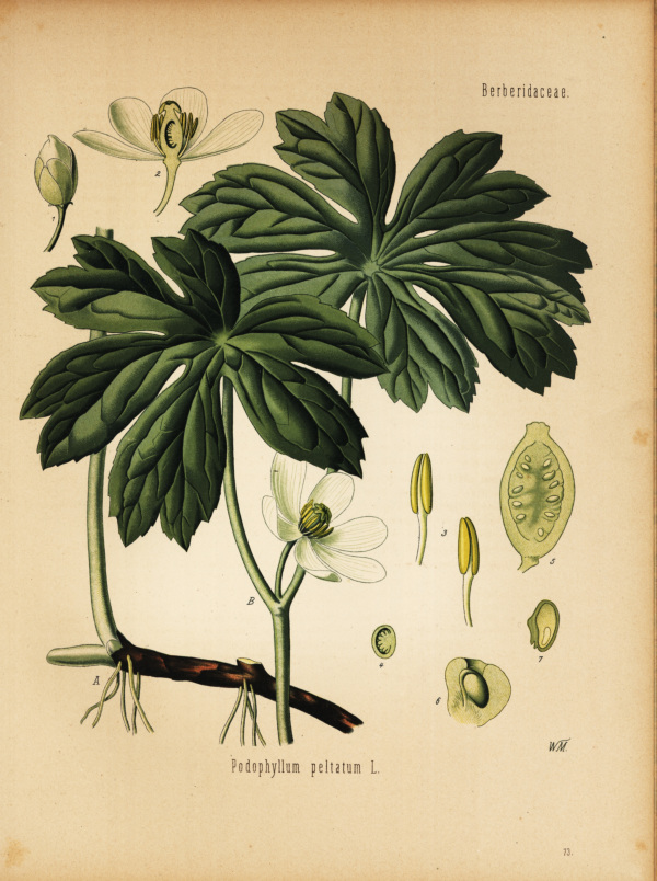 Fu&szlig;blatt