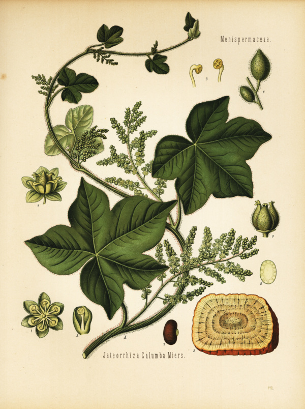 Kalumbstaude