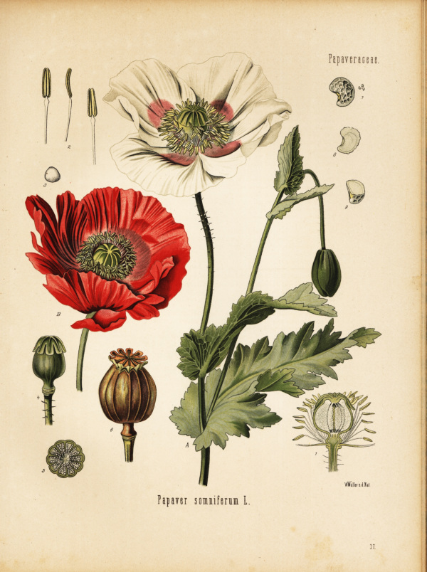 Schlafmohn
