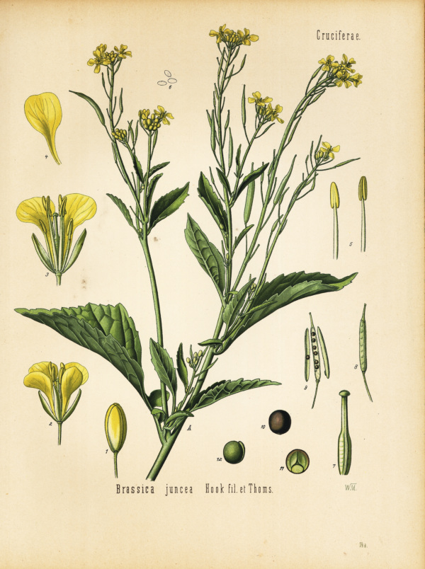 Sarepta-Senf