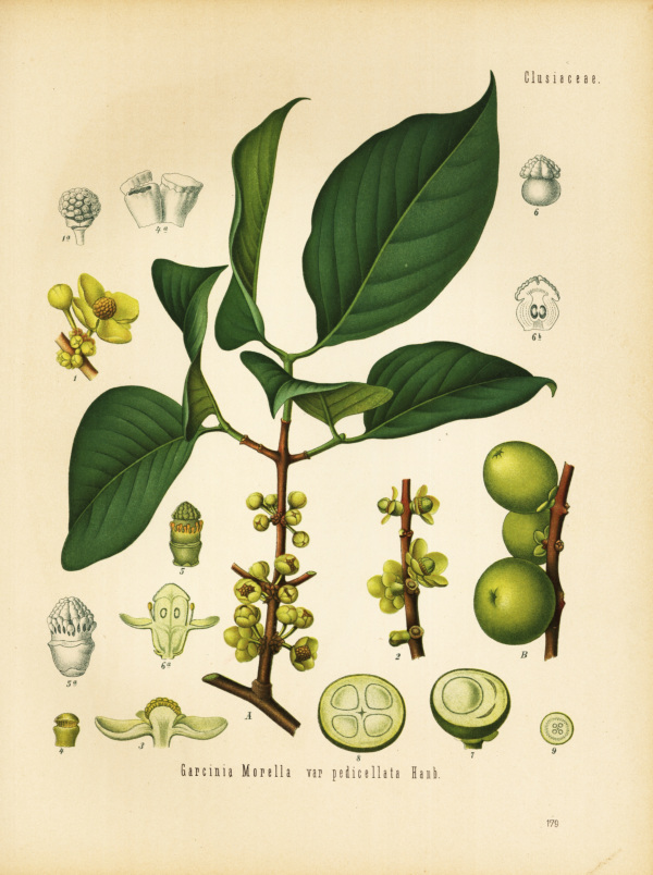 Gummiguttbaum