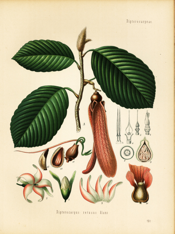 Gurgunbalsambaum