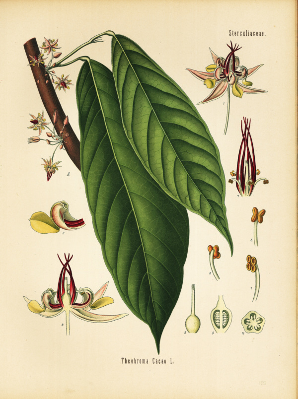 Kakaobaum, Bl&uuml;te