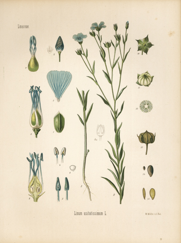 Flachs
