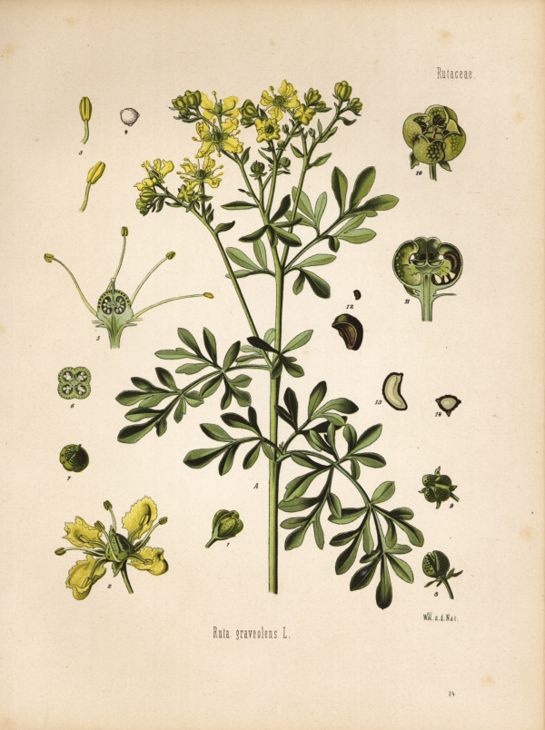 Gartenraute