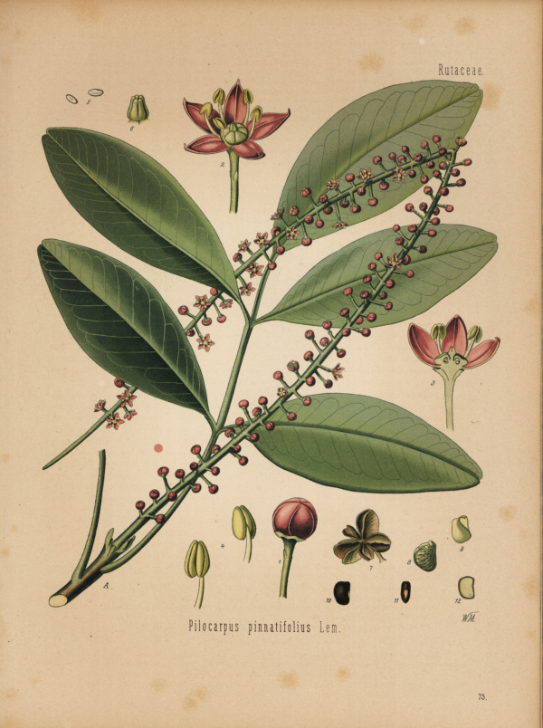 Pinocarpus pinnatifolius
