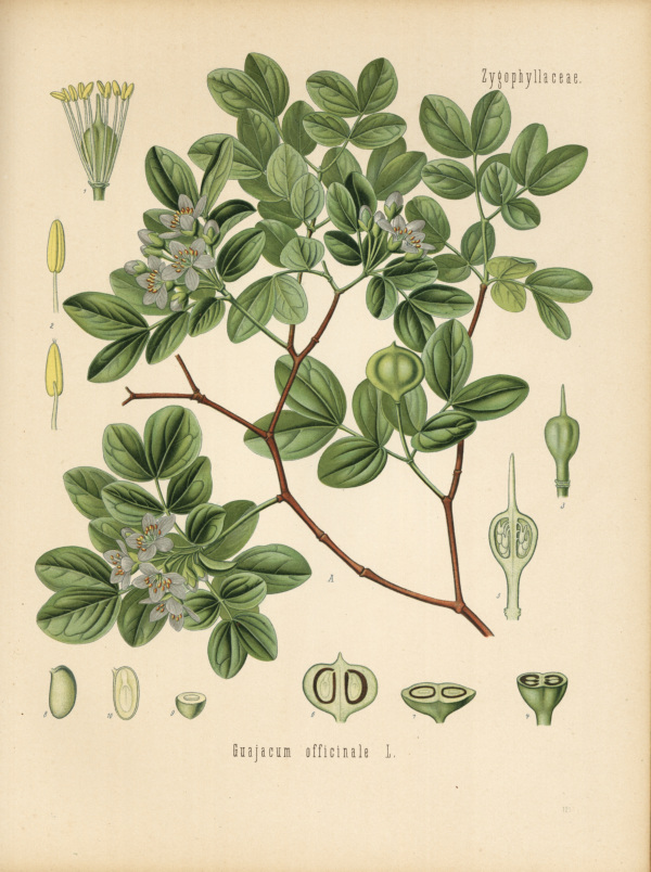 Pockholzbaum