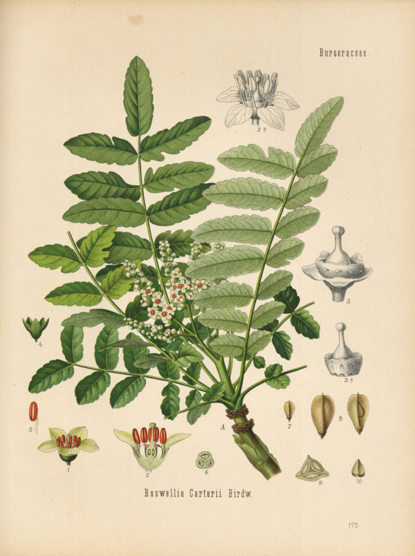 Weihrauchbaum