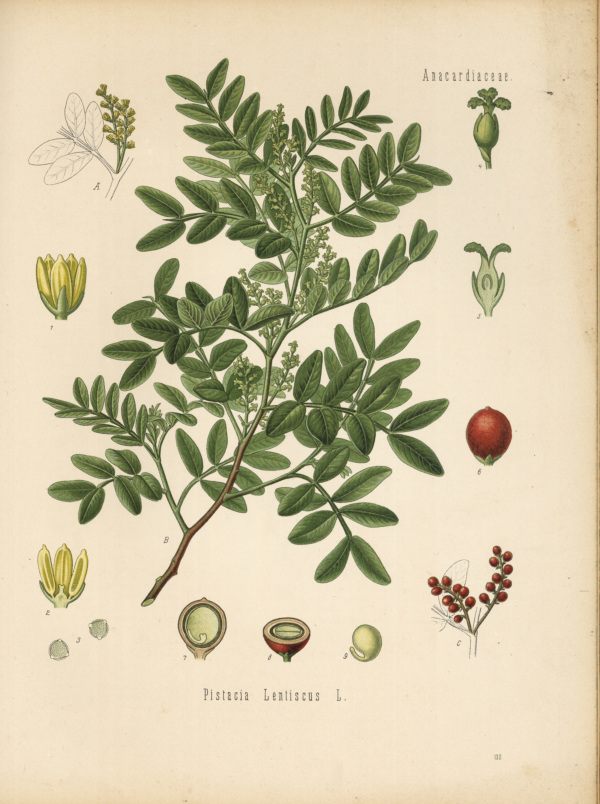 Mastixbaum