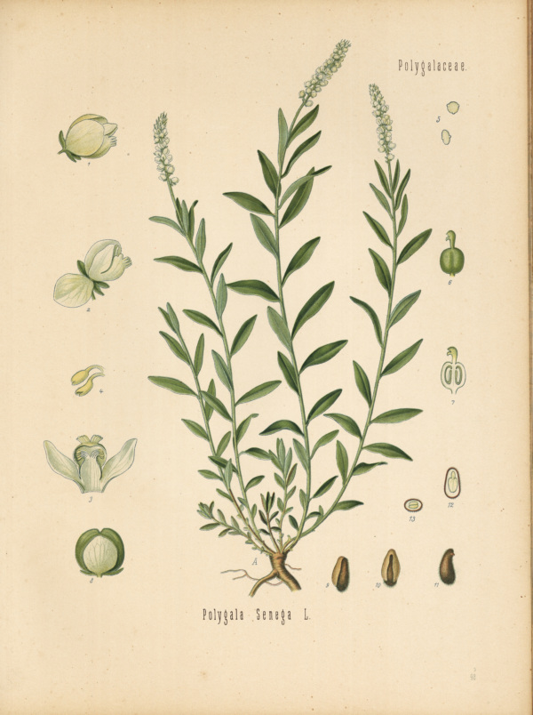 Senega