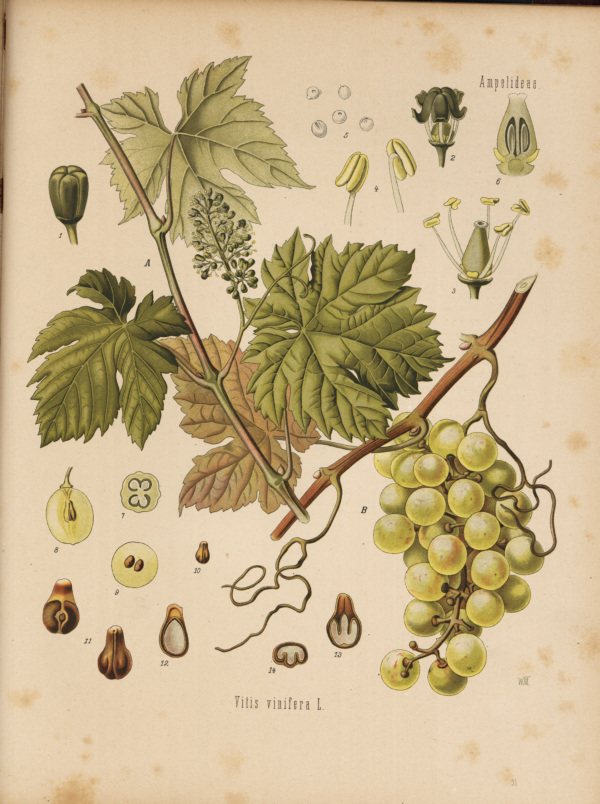 Weinrebe