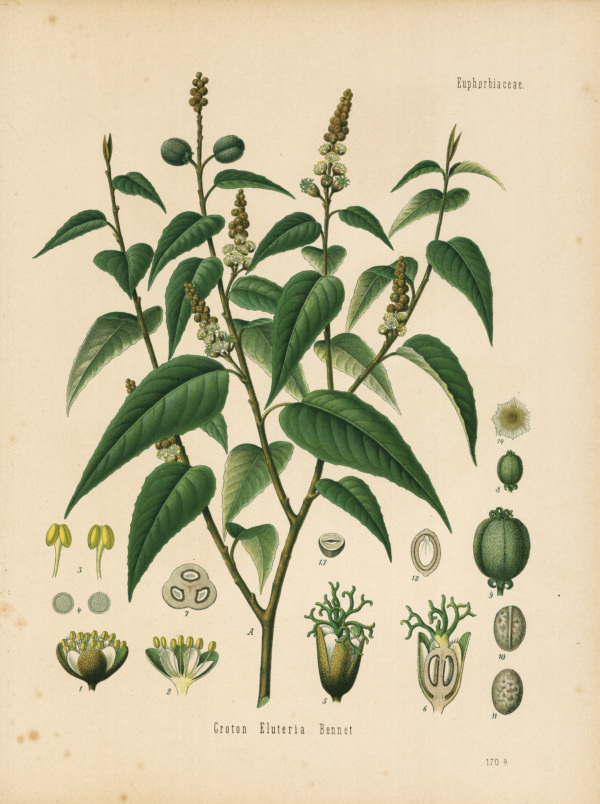 Croton