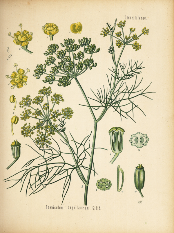 Fenchel