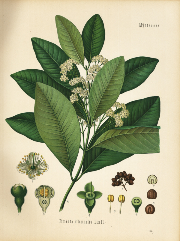 Piment