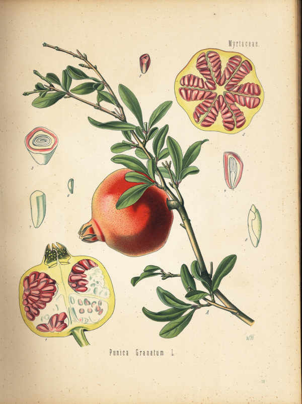 Granatapfel, Frucht