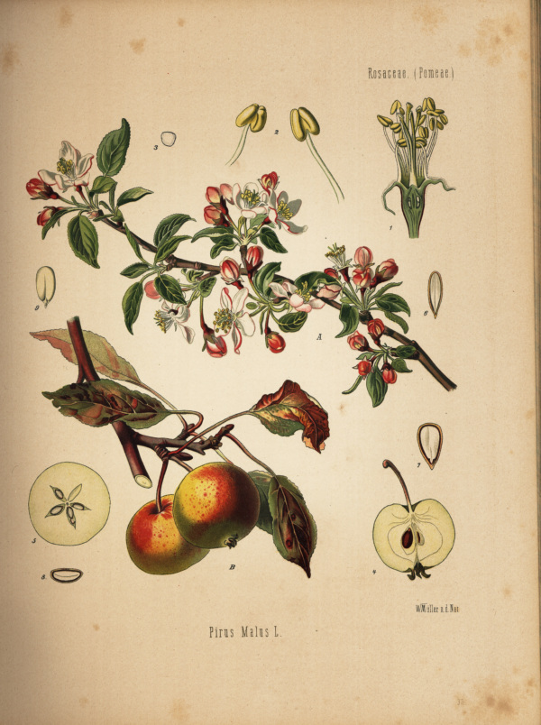 Apfel