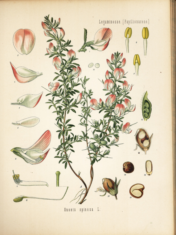 Hauhechel