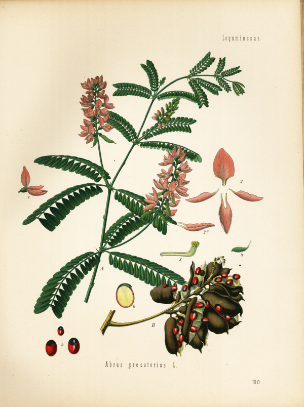 Kranzerbse
