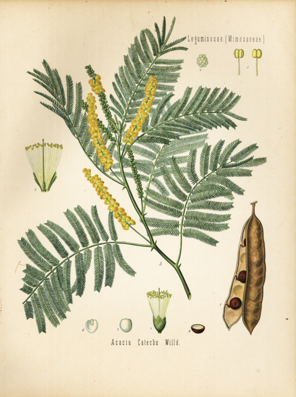 Catechu-Akazie