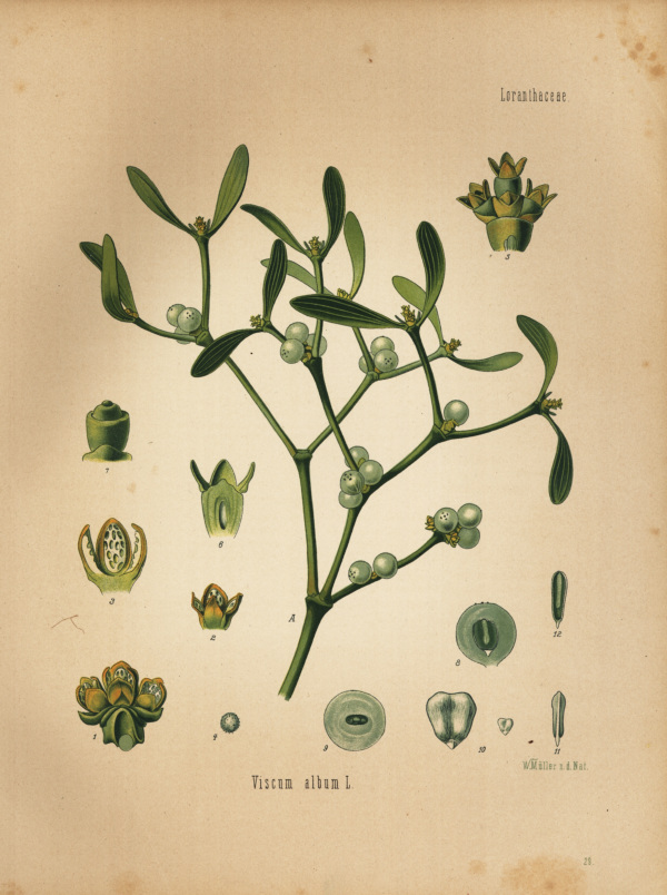 Mistel