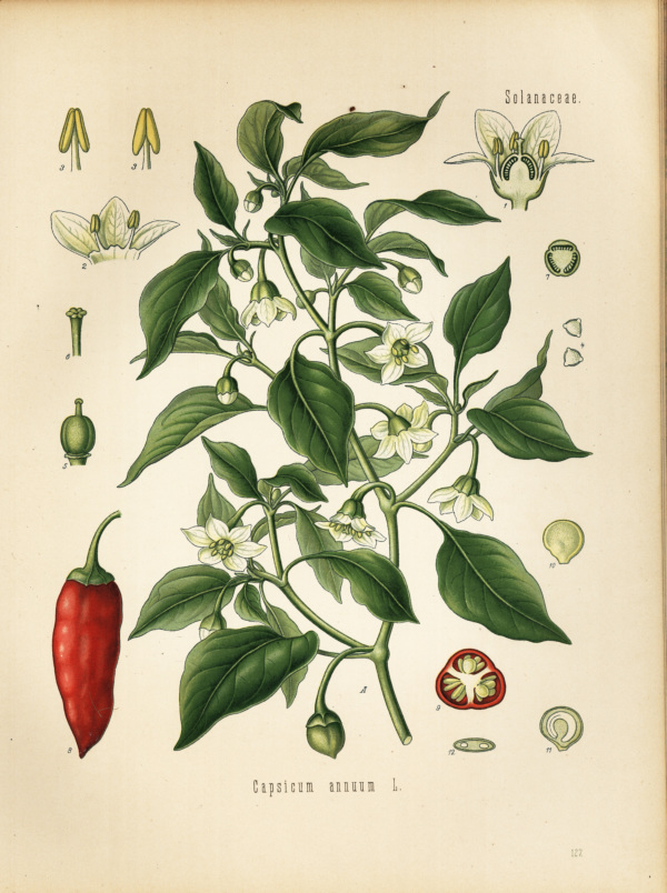 Spanischer Pfeffer