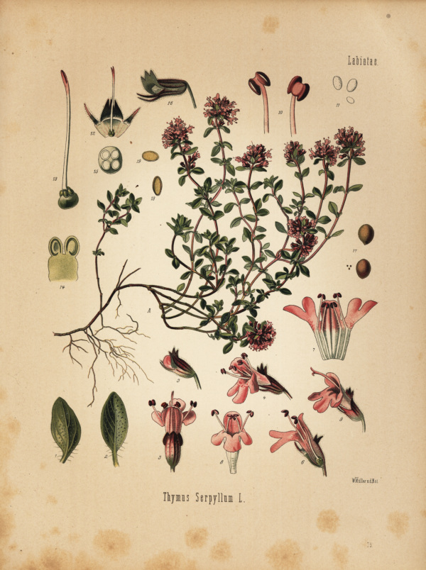 Wilder Thymian