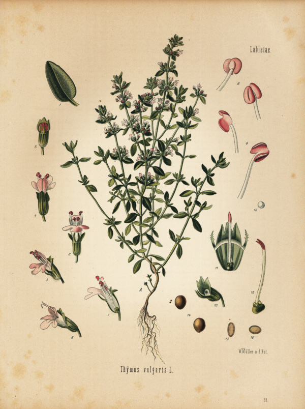 Thymian