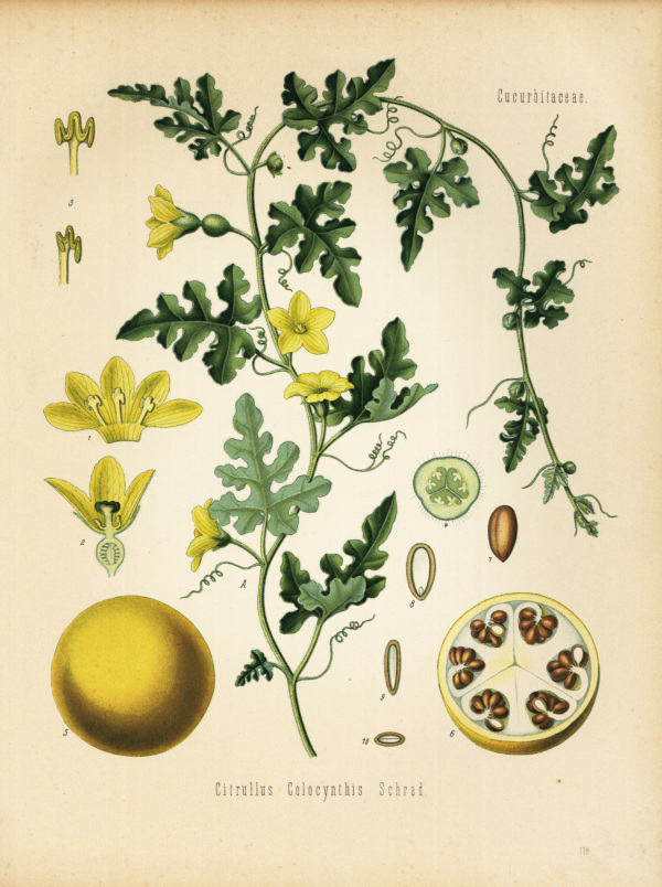 Koloquinte