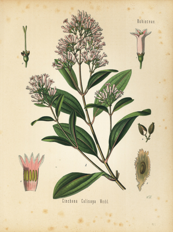 Fieberrindenbaum