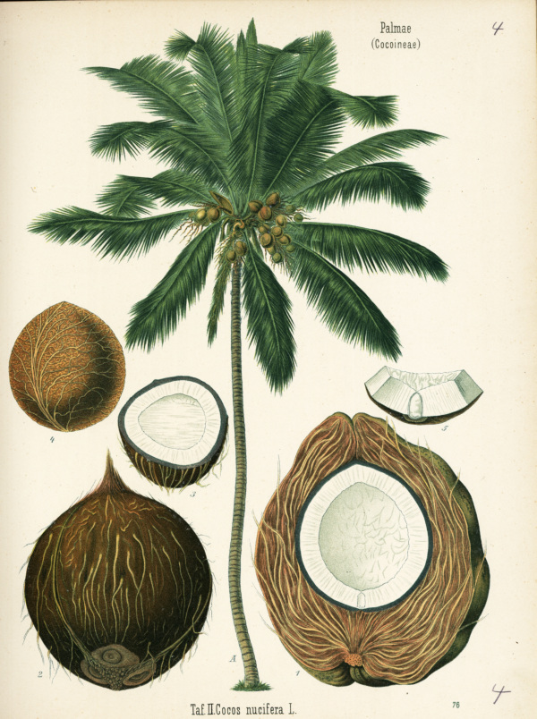 Kokospalme, Frucht
