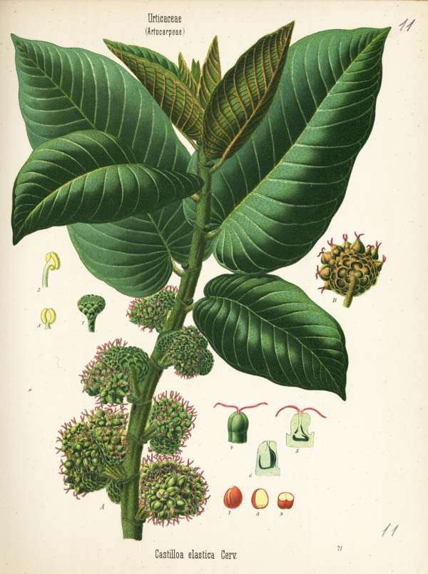 Ulé-Baum