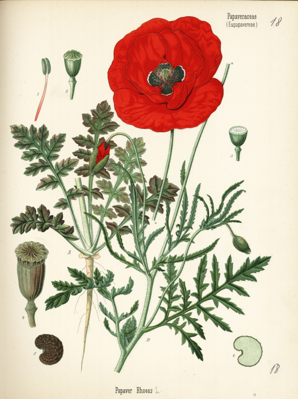 Klatsch-Mohn