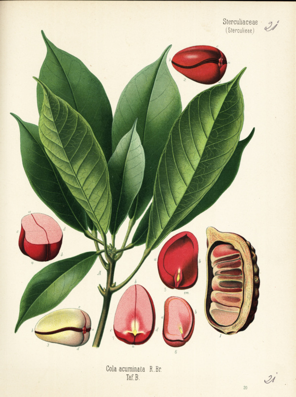 Kolanuss, Frucht