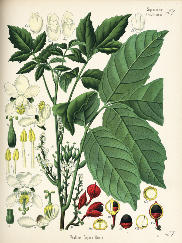 Guarana