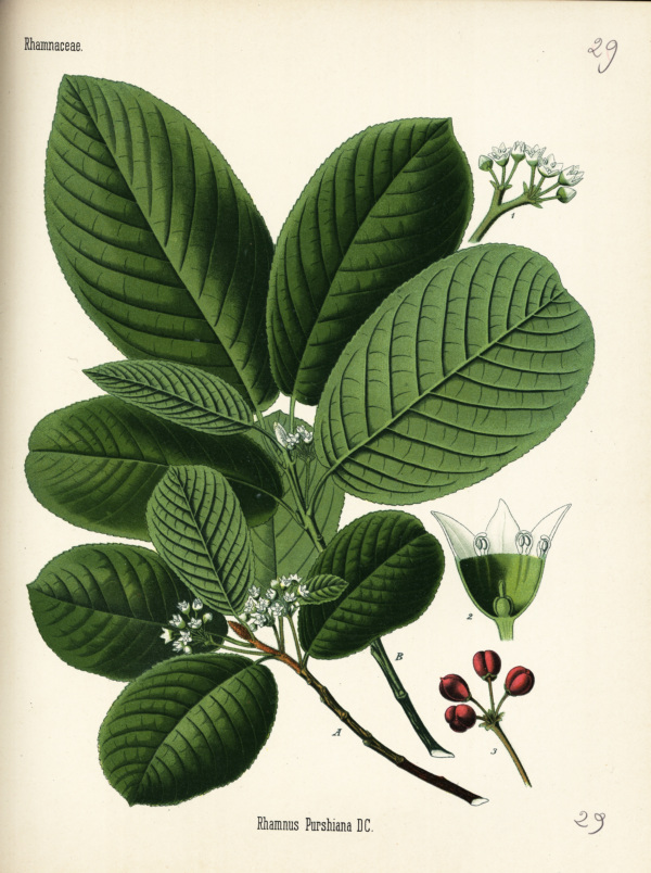 Amerikanischer Faulbaum