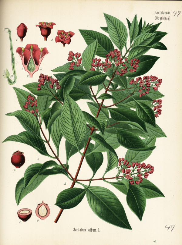 Sandelholzbaum