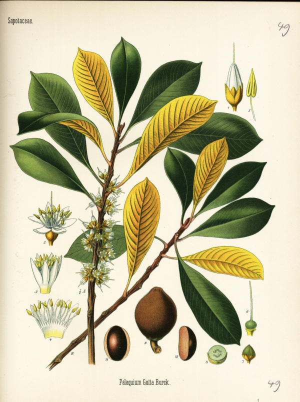 Guttaperchabaum, Palaquium gutta