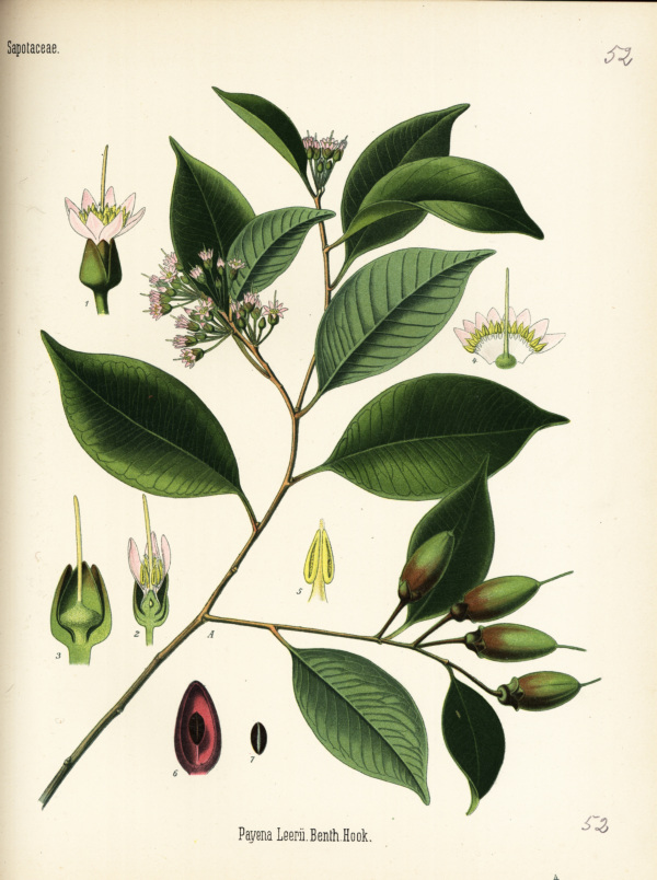 Payena Leerii