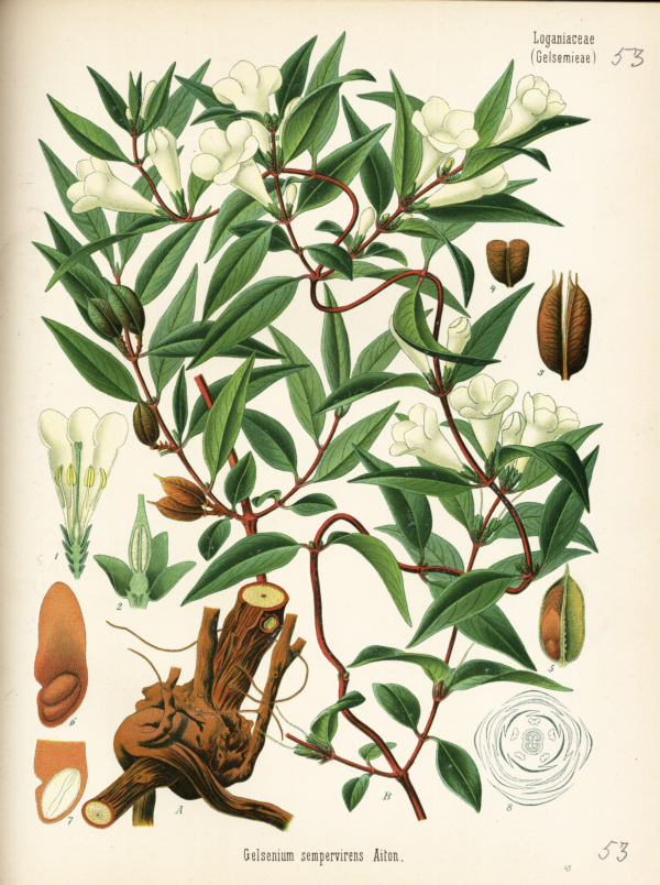 Carolina-Jasmin